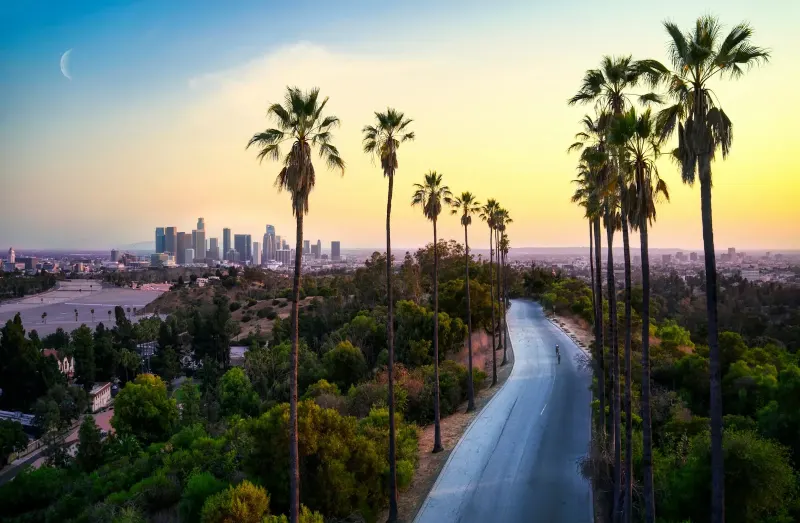 Palm-lined road leading to a city skyline at sunset